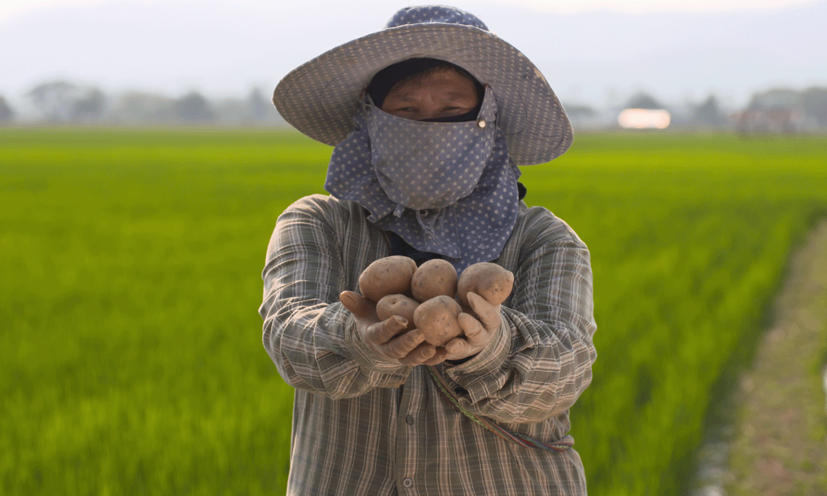 Farmer holding potatoes outstretched in a farming field