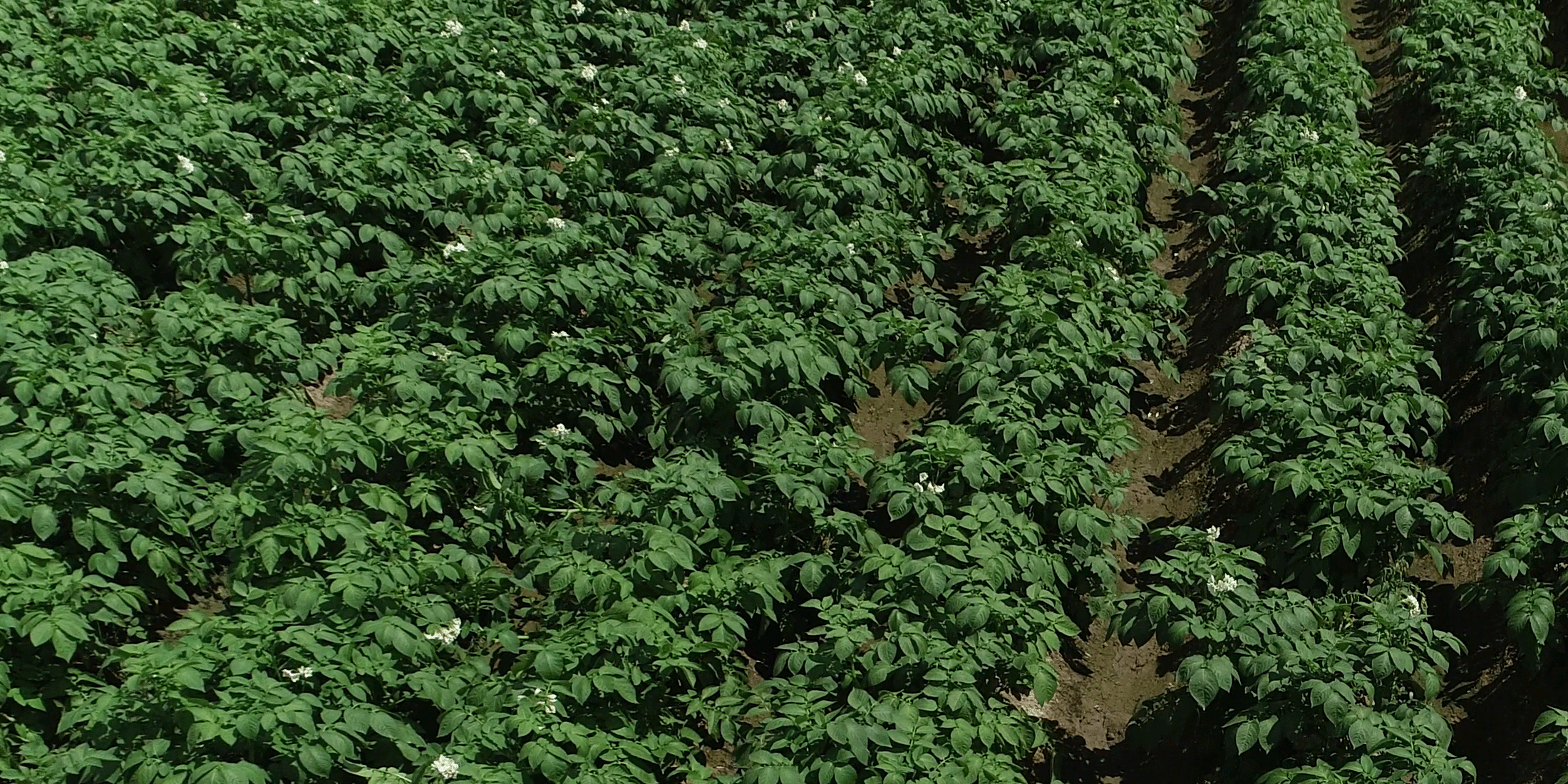 Crops growing in rows in a field