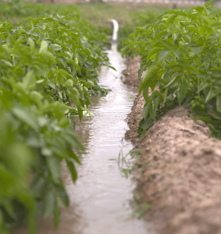 Flowing water between rows of crops